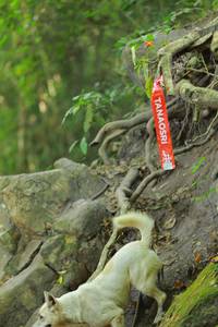 BIB: 
                            <button type="button" onclick="openModal(19487588)" class="btn btn-primary btn-sm float-right btn-popup" data-toggle="modal" data-target=".modal-high-quality">
                        <i class="fas fa-shopping-cart"></i> Add to Cart
                    </button>
                                            <button type="button" onclick="isThisMe(19487588, true)" class="btn btn-success btn-sm float-right btn-popup btn-isme hidden" data-toggle="tooltip" data-placement="bottom" title="นี่คือรูปของคุณใช่ไหม คลิกที่นี่เพื่อเอาเข้าอัลบั้ม">
                        <i class="fas fa-plus"></i> Add to album
                    </button>
                    <button type="button" onclick="isThisMe(19487588, false)" class="btn btn-warning btn-sm float-right btn-popup btn-isnotme hidden">
                        <i class="fas fa-ban"></i> Remove from album
                    </button>